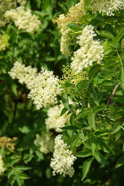 Beyaz Mürver Çiçeği Botanik Bitkisi — Stok fotoğraf