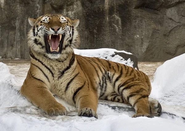 Yırtıcı Vahşi Kedi Çizgili Kaplan Hayvanı — Stok fotoğraf