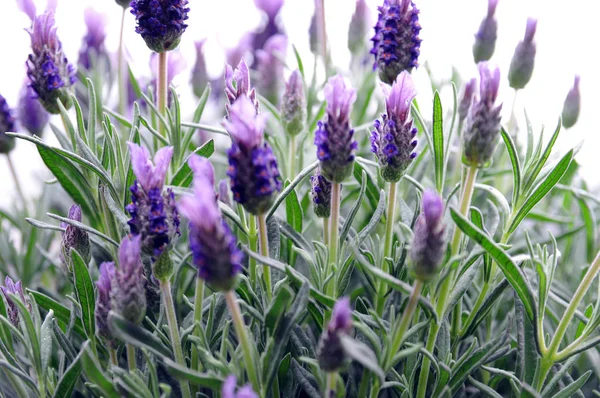 Fleurs Violettes Aromatiques Lavande Violette — Photo