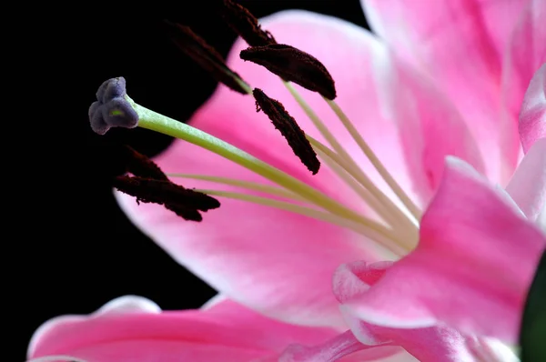 Widok Bliska Piękny Kwiat Lilii — Zdjęcie stockowe
