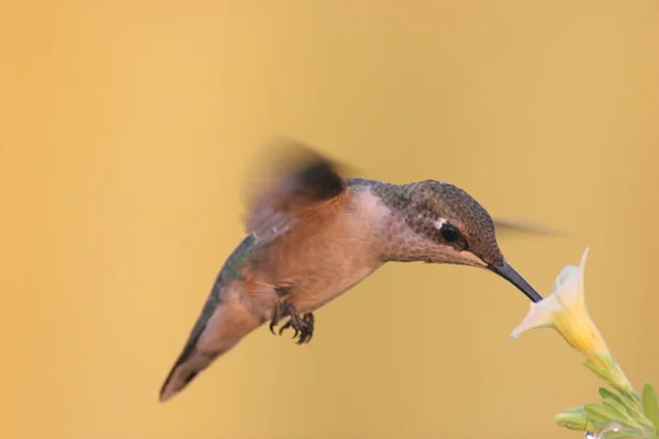 Vista Panoramica Del Bellissimo Colibrì — Foto Stock