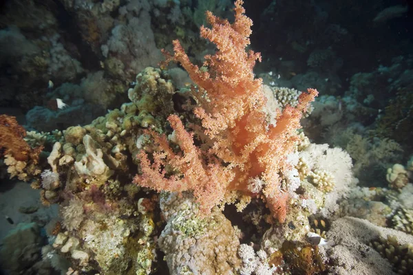 soft coral in deep sea water, underwater