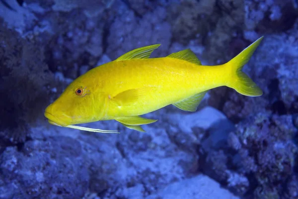 Scenic View Underwater World — Stockfoto