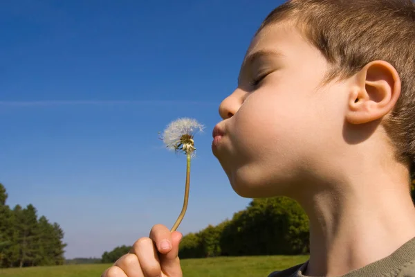 Young Child Blowing Dandelion Stock Photo