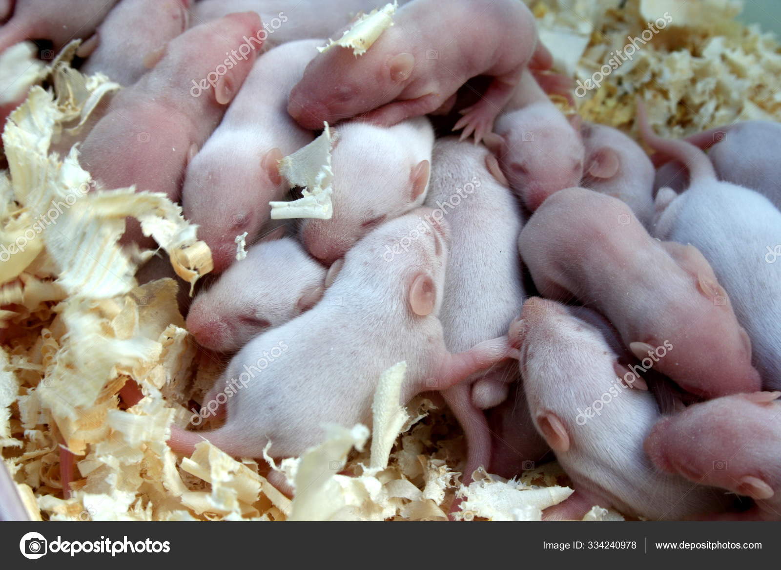 во сне видеть маленьких мышат много. сон мыши маленькие много. много мышей. сон мыши маленькие много. к чему снятся мыши во сне.