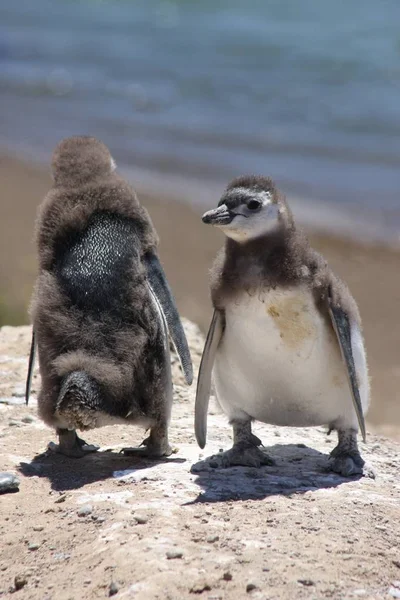 Aussichtsreicher Blick Auf Putzige Pinguinvögel Der Natur — Stockfoto