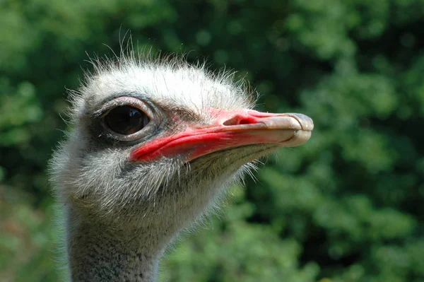 Avestruz Pássaro Animal Vida Selvagem — Fotografia de Stock