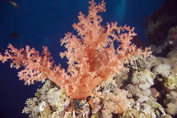 Weichkorallen Tiefseewasser Unter Wasser — Stockfoto