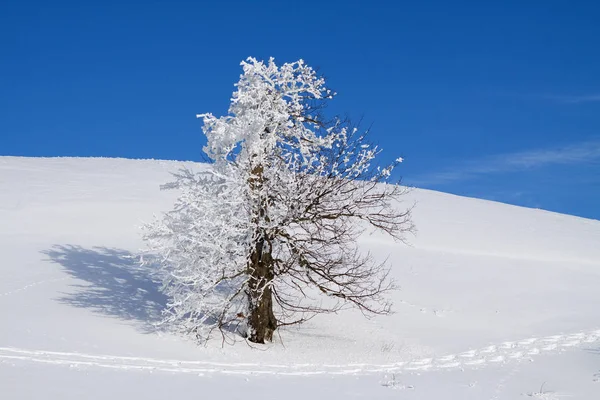 Puuni Lumessa — kuvapankkivalokuva