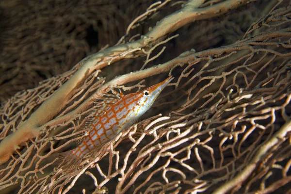 Szenischer Blick Auf Die Unterwasserwelt — Stockfoto