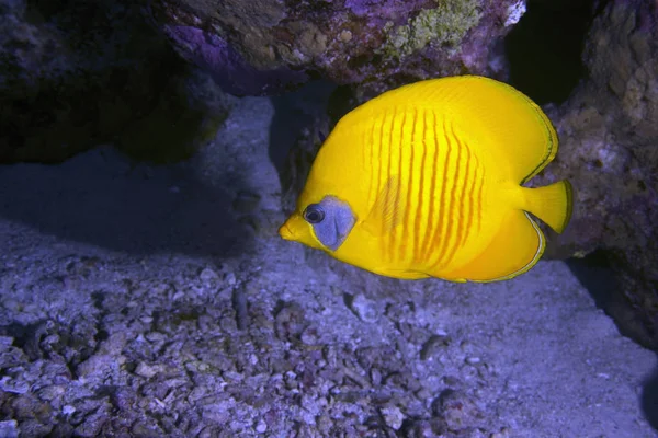 Une Paire Masques Poissons Papillons Avant Corail Dur — Photo