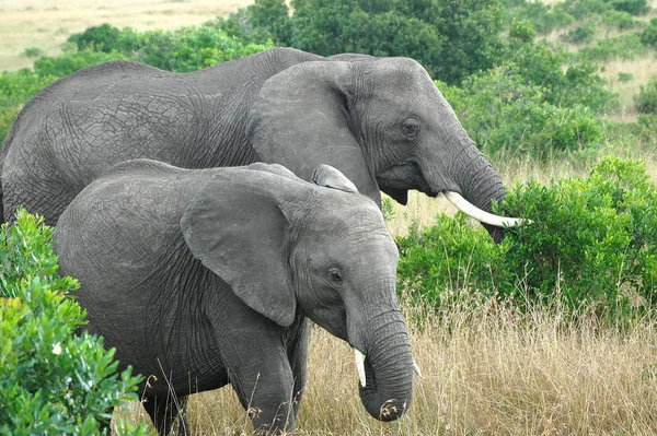 アフリカの哺乳動物草食動物象 — ストック写真
