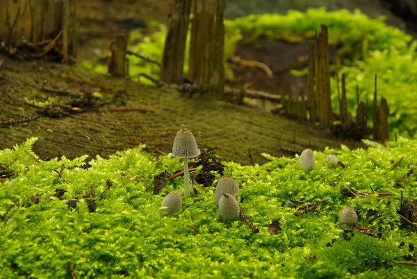 Prachtig Uitzicht Natuur Scene — Stockfoto