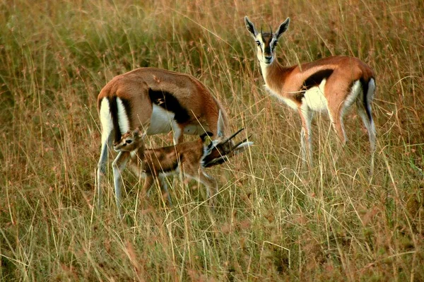 Animal Pezuña Naturaleza Savannah Gazelle —  Fotos de Stock