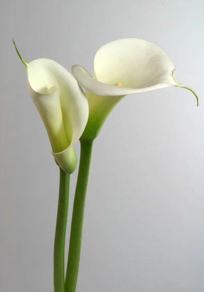 Exotiska Liljeblommor Kronblad Flora Och Botanik — Stockfoto