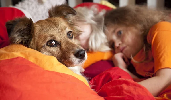 犬と子犬が部屋にいて — ストック写真