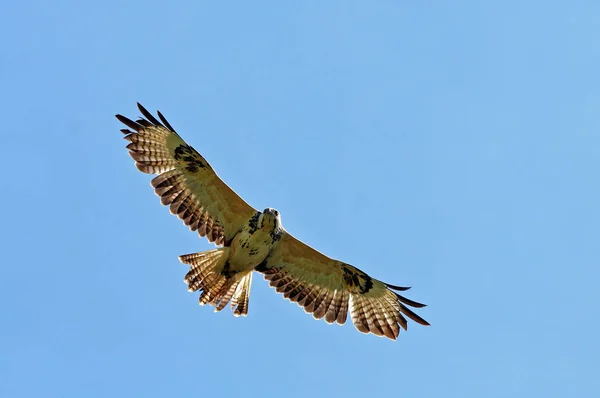 Vista Panorâmica Majestoso Predador Buzzard — Fotografia de Stock