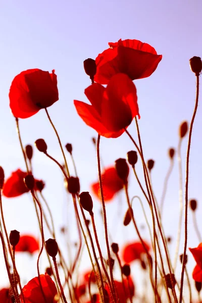 Vista Cerca Hermosas Flores Amapola Silvestre — Foto de Stock