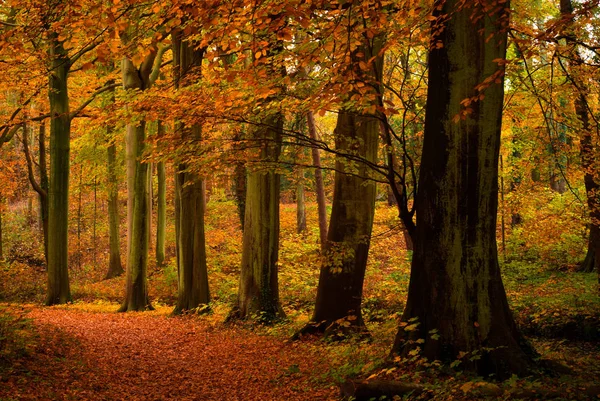 Cores Outono Floresta — Fotografia de Stock