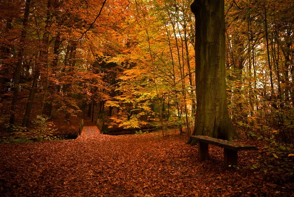 Ormanda Sonbahar Renkleri — Stok fotoğraf