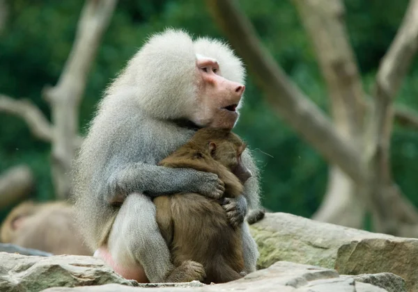 Animais Temas Macaco Natureza — Fotografia de Stock