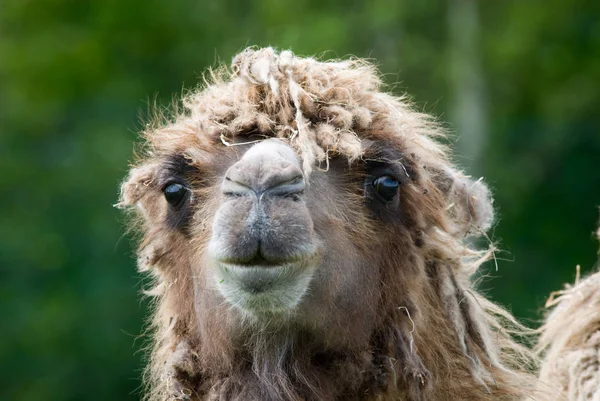 Close Camel — Stock Photo, Image