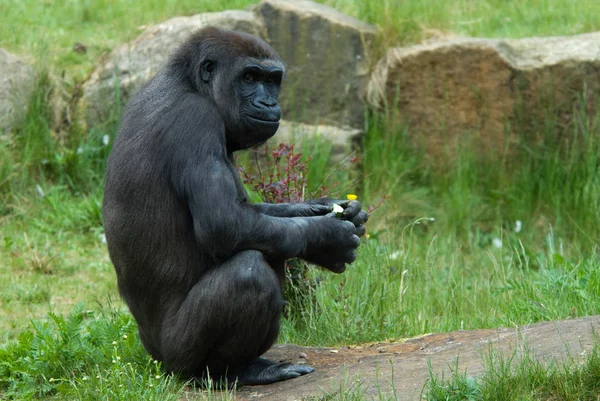 Primatentier Gorilla Affe Affe — Stockfoto