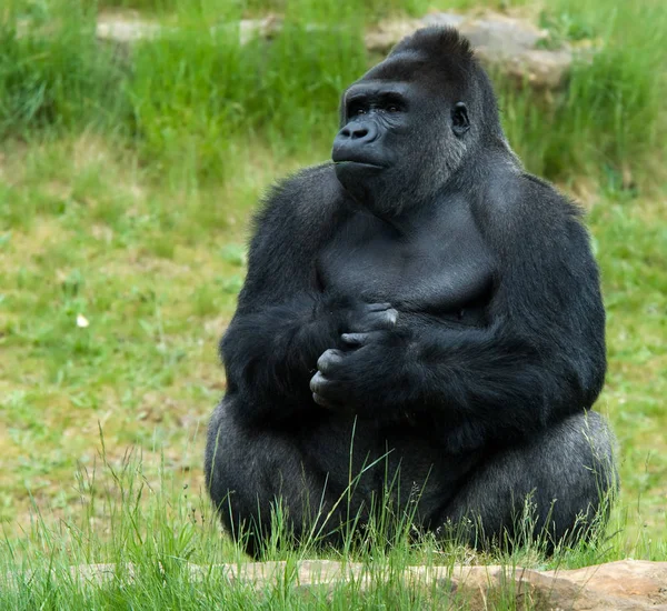 Primate Animale Gorilla Scimmia Scimmia — Foto Stock