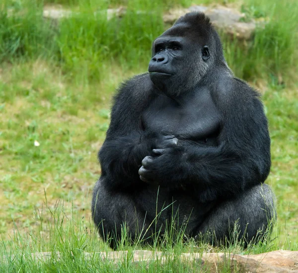 Primatdjur Gorillapa Apa — Stockfoto