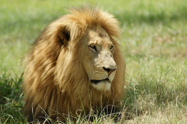 食肉动物 狮子野生动物 — 图库照片