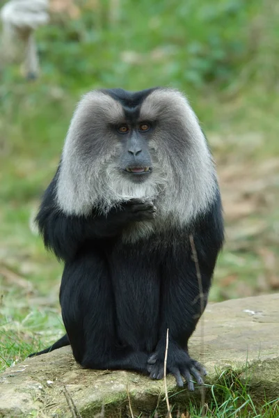 Primate Scimmia Animale Fauna Selvatica — Foto Stock
