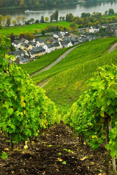 Wijngaarden Langs Moezel — Stockfoto