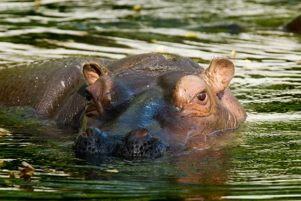 Ippopotamo Mammifero Animale Ippopotamo — Foto Stock