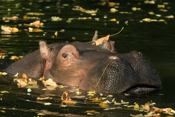 Hippopotamus Mammal Animal Hippo — Stock Photo, Image