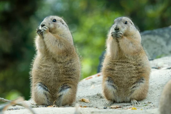 Prairie Hond Dier Flora Fauna — Stockfoto