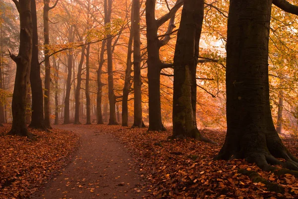 Herfst Bos Herfst Seizoen Bladeren — Stockfoto