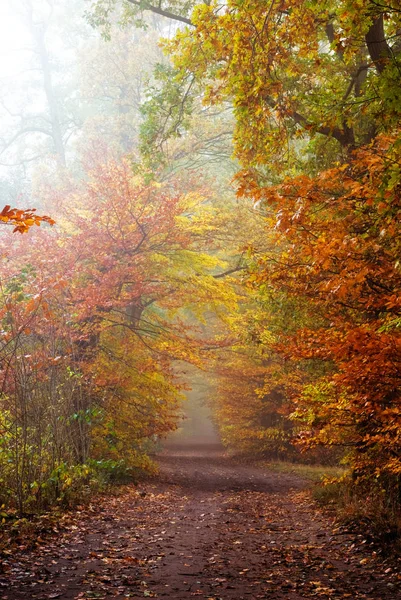 Φθινοπωρινό Δάσος Φθινοπωρινά Φύλλα — Φωτογραφία Αρχείου
