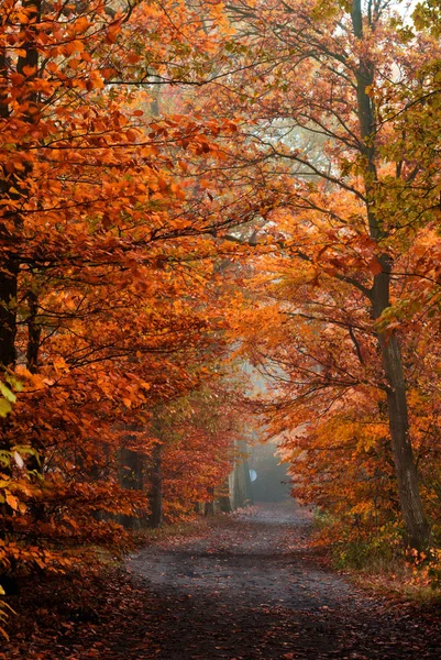 Φθινοπωρινό Δάσος Φθινοπωρινά Φύλλα — Φωτογραφία Αρχείου