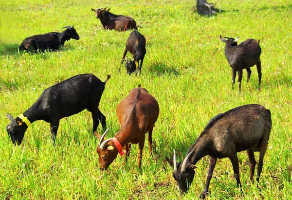 Goats Grazing Farm — Stock Photo, Image