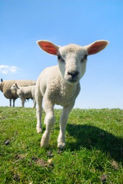 curious lambs in spring clipart