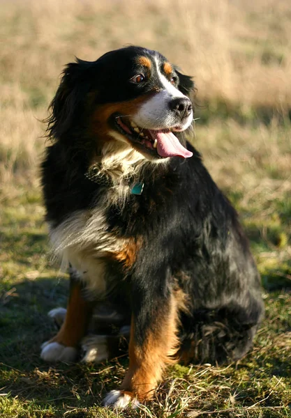 Πορτρέτο Του Χαριτωμένο Mountain Dog — Φωτογραφία Αρχείου