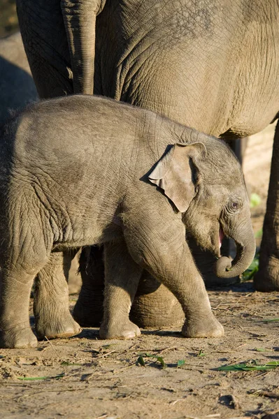 Mammifère Africain Herbivore Animal Éléphant — Photo