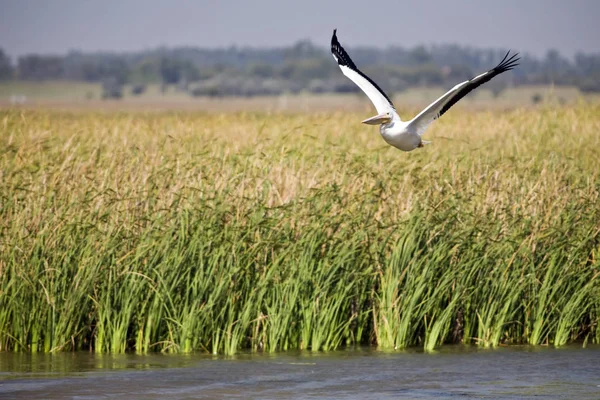 Vacker Utsikt Över Vacker Pelikan Naturen — Stockfoto