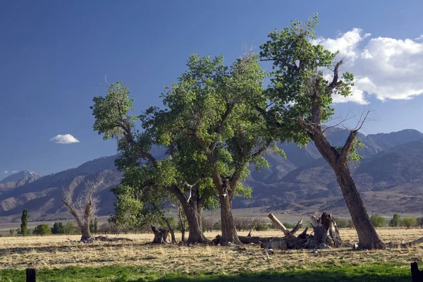 Owens Valley Cottonwood Tree Line — Fotografia de Stock