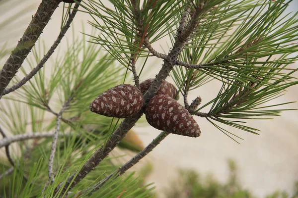 Tree Pine Cones Coniferous — Stock Photo, Image