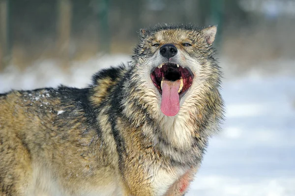 Schilderachtig Uitzicht Wilde Wolf Natuur — Stockfoto