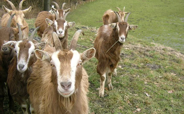 cute goat at daytime