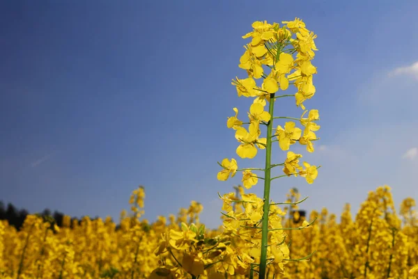 Agricoltura Campo Colza Flora Gialla — Foto Stock