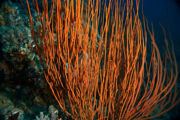 Scenic View Underwater World — Stock Photo, Image