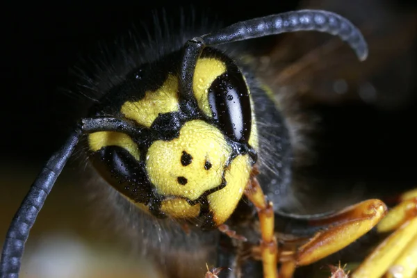 Närbild Geting Insekter Makro Skott — Stockfoto